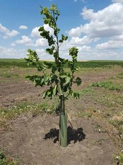 Продам Сад грецкого ореха